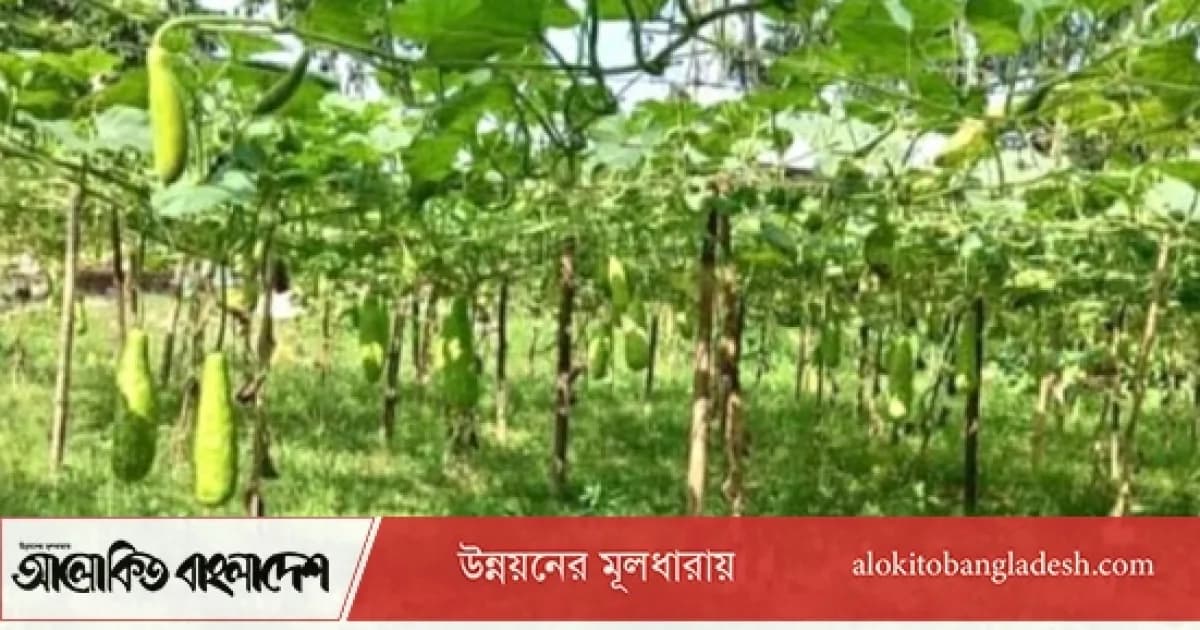 সিরাজগঞ্জে আগাম শীতকালীন সবজি চাষে কৃষকের মুখে হাসি