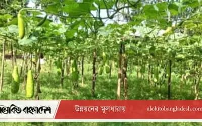সিরাজগঞ্জে আগাম শীতকালীন সবজি চাষে কৃষকের মুখে হাসি