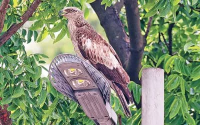 মৌবাজের ছানা