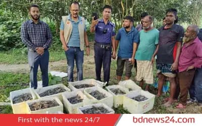সিরাজগঞ্জে জেলি পুশ করা ৪৫০ কেজি চিংড়ি ধ্বংস