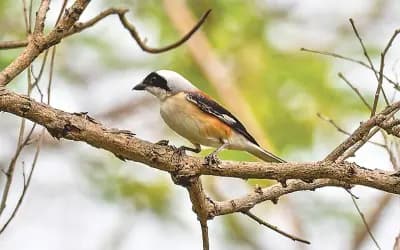 বাবুডাইংয়ের ছোট লাটোরা