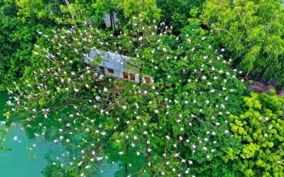 সিরাজগঞ্জের উলিপুর গ্রাম এখন শামুকখোল পাখির অভয়ারণ্য
