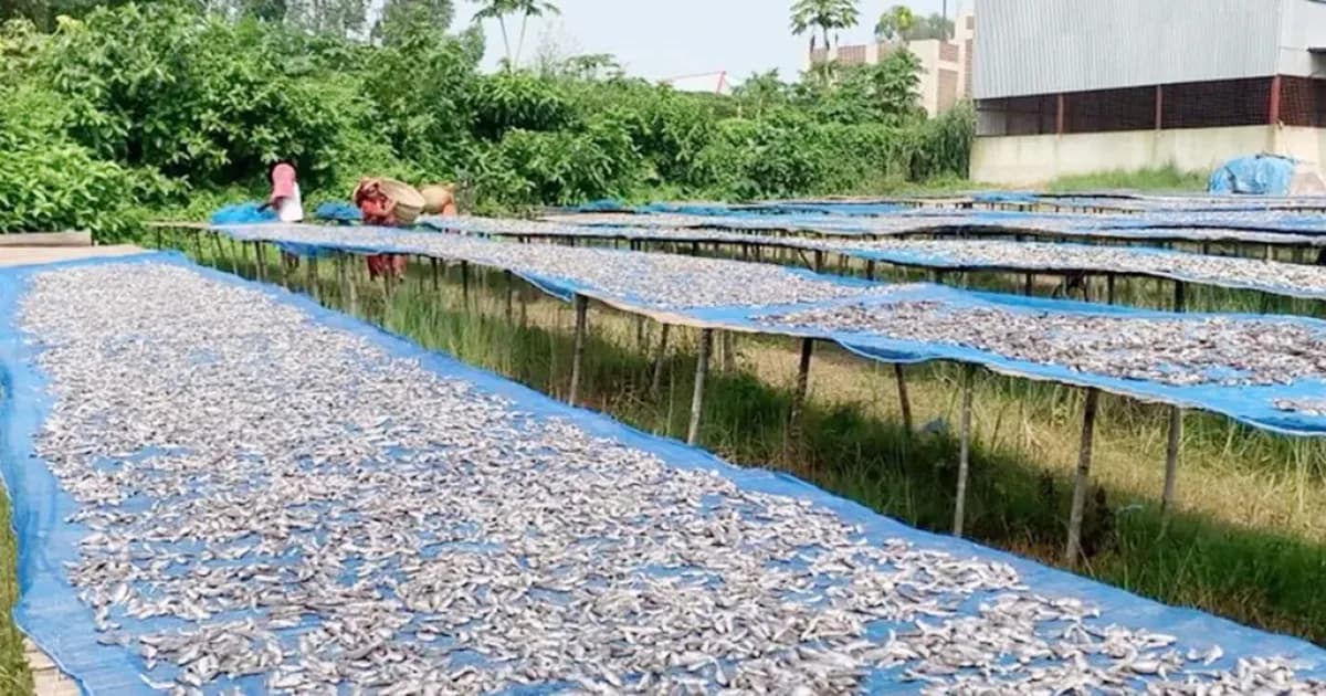 সিরাজগঞ্জে দেশি মাছের সংকটে সলঙ্গা-উল্লাপাড়ার শুঁটকি চাতালে ভাটা