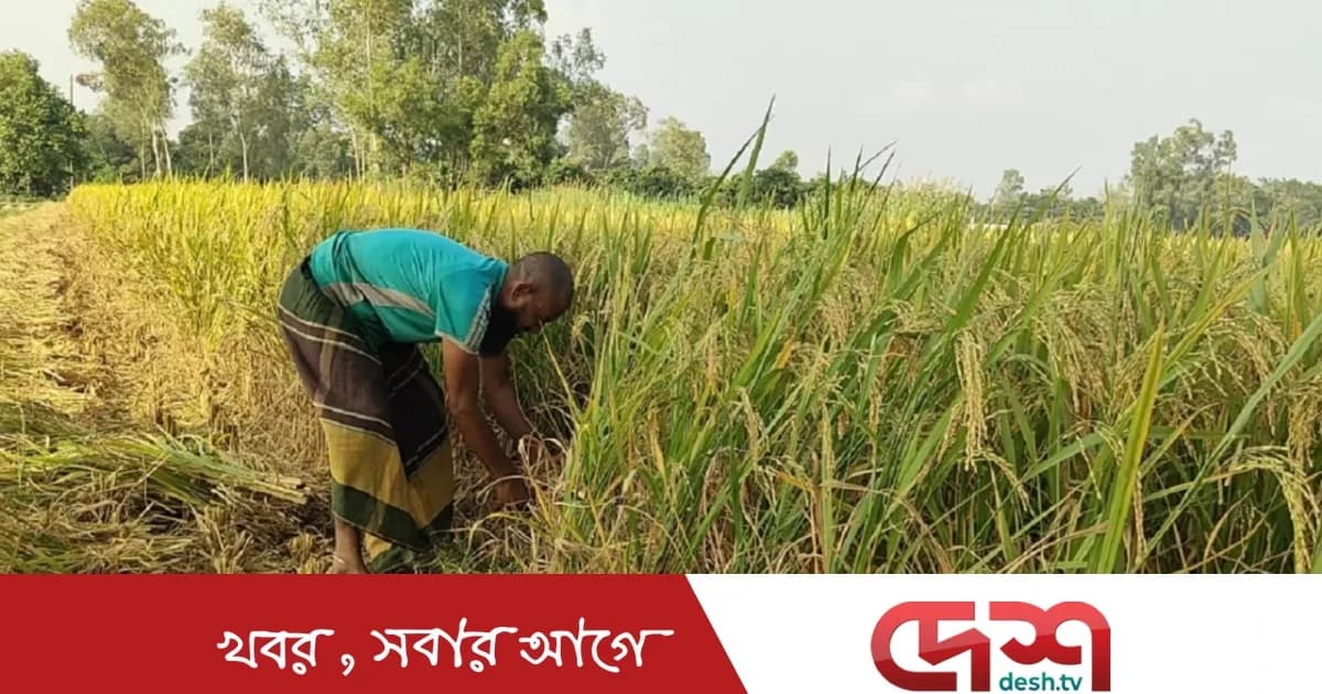 সিরাজগঞ্জে আগাম আমন ধান কাটার উৎসব, ফলনে স্বস্তিতে কৃষক