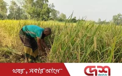 সিরাজগঞ্জে আগাম আমন ধান কাটার উৎসব, ফলনে স্বস্তিতে কৃষক