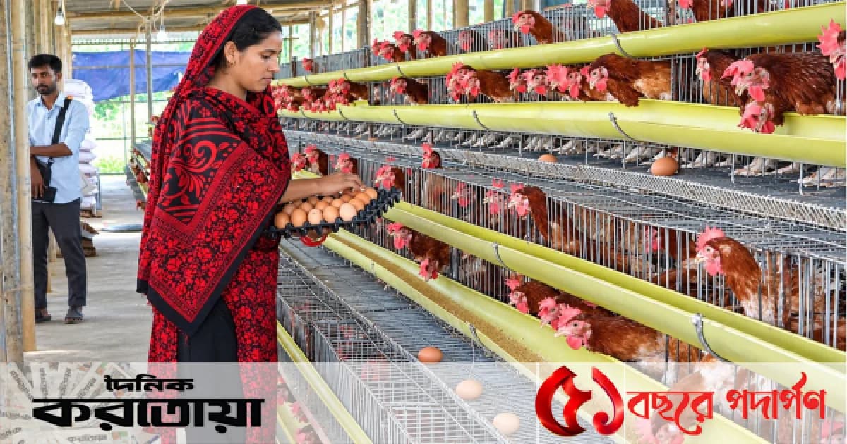 সিরাজগঞ্জের উল্লাপাড়ায় বন্ধের শঙ্কায় পোলট্রি খামার : উৎপাদন খরচ বাড়লেও মিলছে না ন্যায্যমূল্য