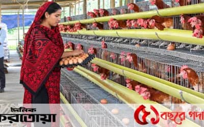 সিরাজগঞ্জের উল্লাপাড়ায় বন্ধের শঙ্কায় পোলট্রি খামার : উৎপাদন খরচ বাড়লেও মিলছে না ন্যায্যমূল্য