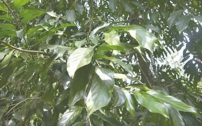 মহাবিপন্ন বৃক্ষ চালমুগরা
