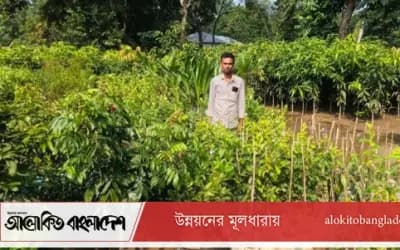 সিরাজগঞ্জে নার্সারীতে উৎপাদিত চারা বিক্রিতে স্বচ্ছলতা ফিরছে কৃষকের