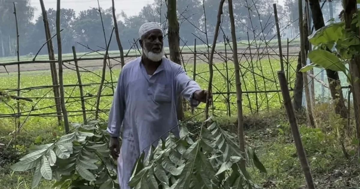 শাহজাদপুরে গভীর রাতে কৃষকের ৩৫টি গাছ ভেঙে দিল দুর্বৃত্তরা