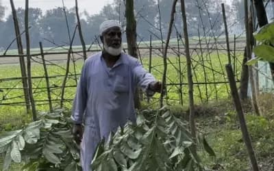 শাহজাদপুরে গভীর রাতে কৃষকের ৩৫টি গাছ ভেঙে দিল দুর্বৃত্তরা
