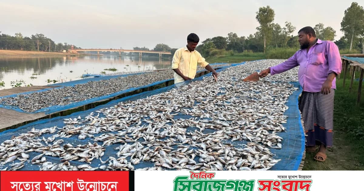 দেশি মাছের সংকটে অস্তিত্বের লড়াই; ভাঙ্গুড়ার শুঁটকি শিল্পে দুর্দিন
