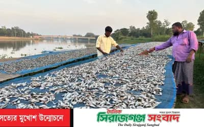 দেশি মাছের সংকটে অস্তিত্বের লড়াই; ভাঙ্গুড়ার শুঁটকি শিল্পে দুর্দিন