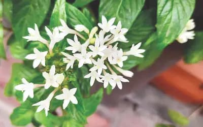বনানীতে টবে দেখা পেলাম সাদা পেন্টাসের