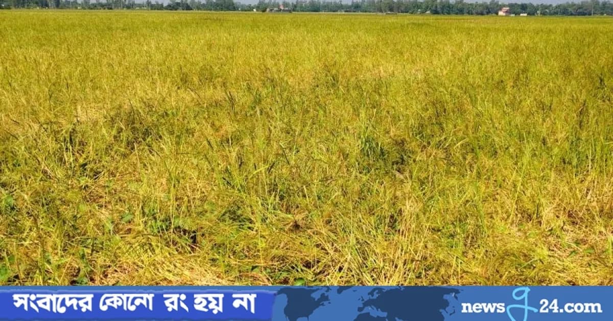 শাহজাদপুরে আমন ধানের বাম্পার ফলন, কৃষকের মুখে হাসি
