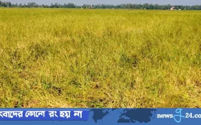 শাহজাদপুরে আমন ধানের বাম্পার ফলন, কৃষকের মুখে হাসি