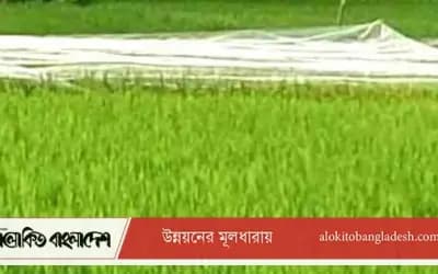 সিরাজগঞ্জে ধানের বাম্পার ফলনের আশা, পাখি ঠেকাতে নেট
