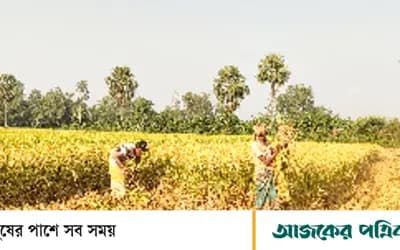 সিরাজগঞ্জের কাজীপুর: মাঠের পর মাঠজুড়ে আমন ধানের ঘ্রাণ