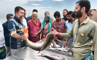 শরীয়তপুরে পদ্মায় ঝাঁকে ঝাঁকে ধরা পড়ছে বড় বড় পাঙাশ