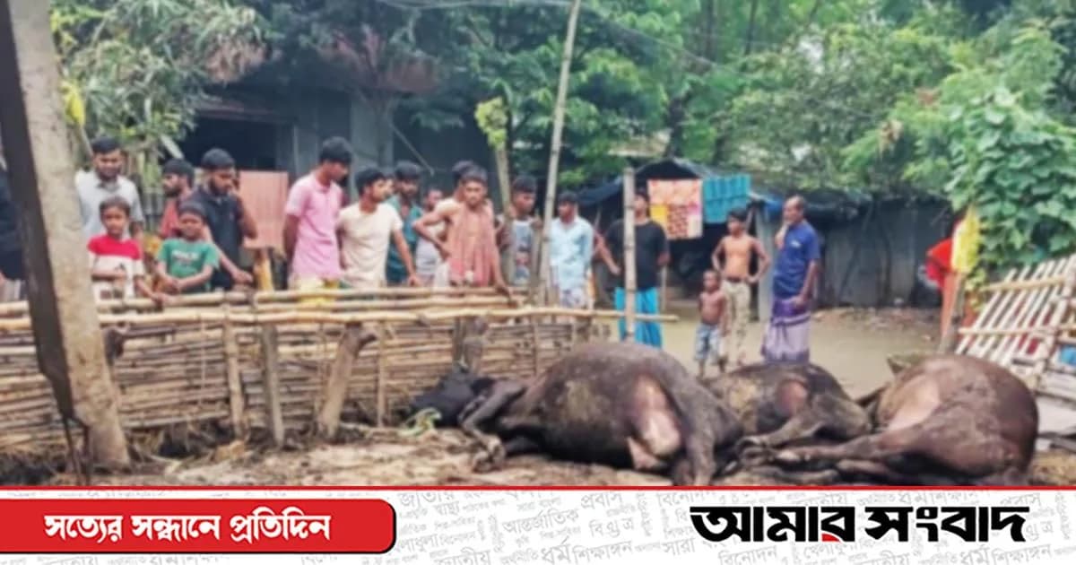 শাহজাদপুরে বৈদ্যুতিক তার ছিঁড়ে ৩ গাভীর মৃত্যু