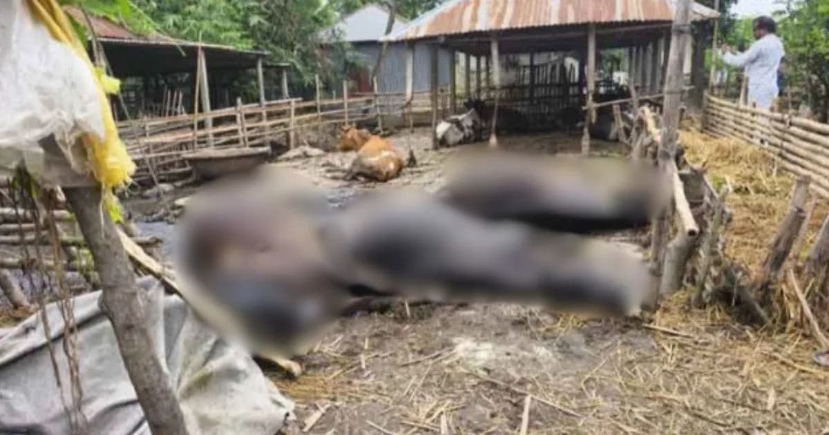 পল্লী বিদ্যুতের অবহেলায় শেষ খামারির স্বপ্ন