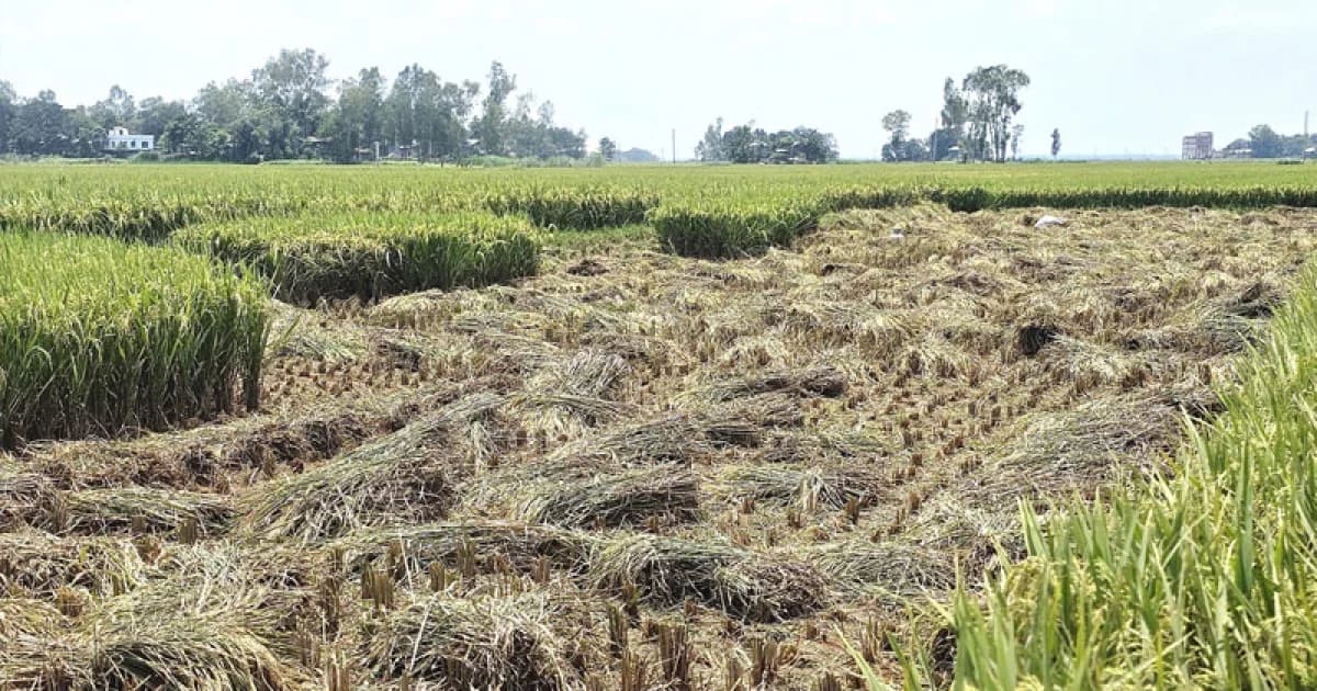 ‘ভাড়াটিয়া মাস্তান’ দিয়ে ৭৮ শতাংশ জমির ধান লুট