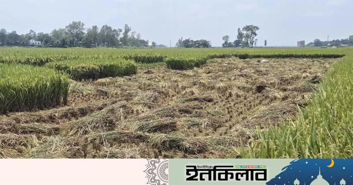 শাহজাদপুরে দুই কৃষকের জমির আধা-পাকা ধান লুটের অভিযোগ