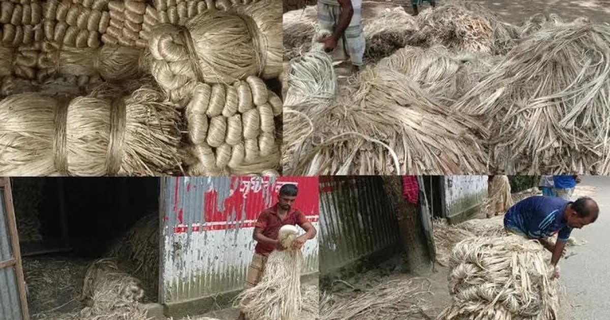 সিরাজগঞ্জে ফিরছে সোনালি দিন, মাঠে ফলন-হাটে মেলা