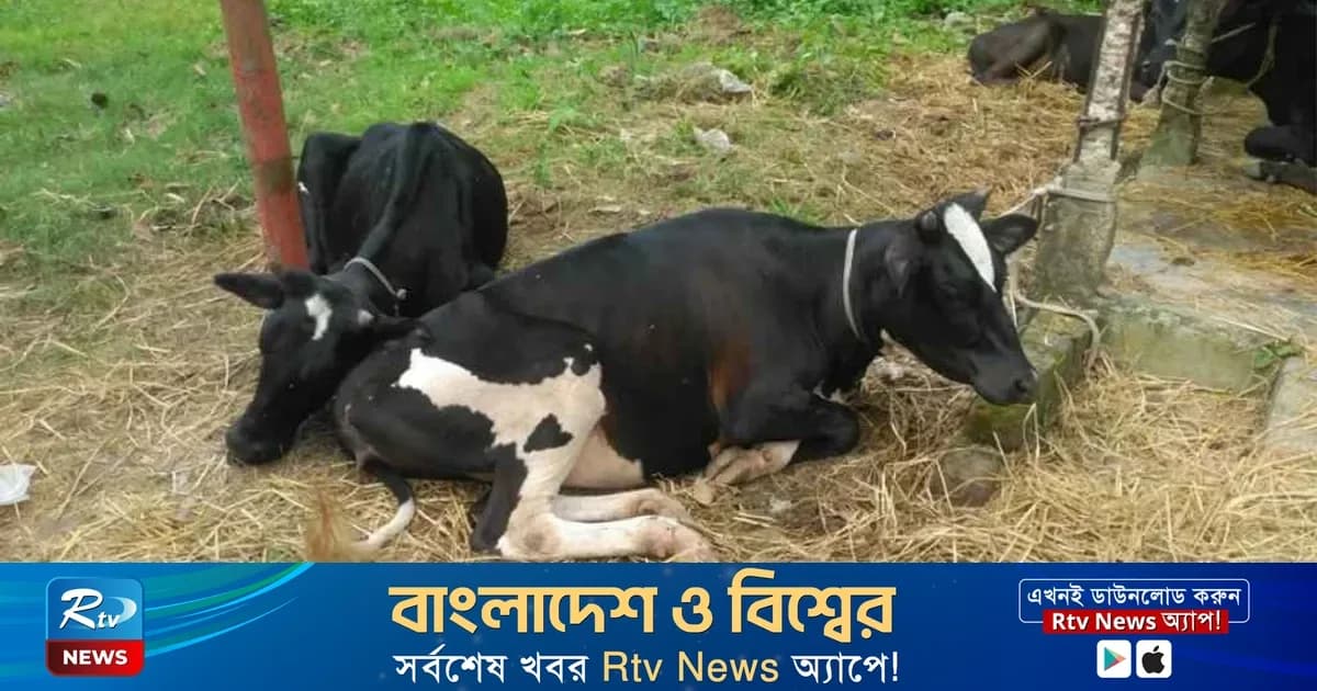 সিরাজগঞ্জে ট্রাকসহ ২৯ গরু ছিনতাই, ৯টি গাইবান্ধায় উদ্ধার