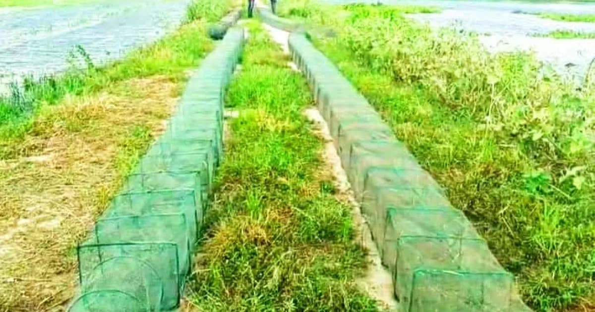 উল্লাপাড়ায় নিষিদ্ধ দুয়ারী জালের অবাধে ব্যবহার বন্ধ না হলে মাছের প্রজনন বাঁধা গ্রস্থ