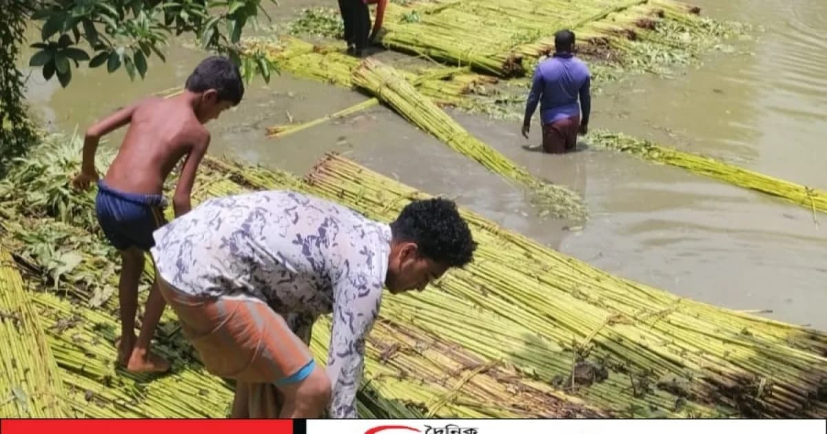 সিংড়ায় পাটের বাম্পার ফলন! দামেও খুশি কৃষক