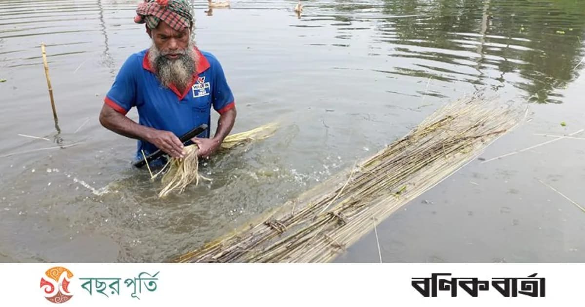 সিরাজগঞ্জে বেড়েছে পাটের আবাদ