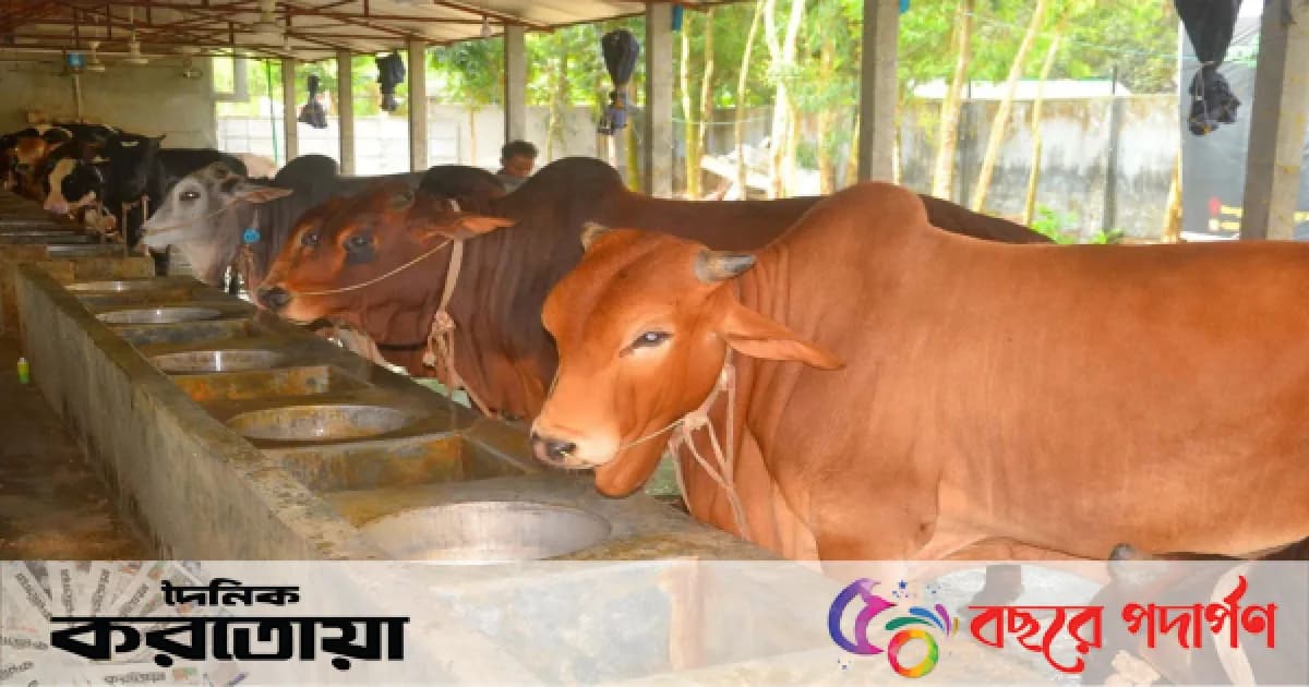 সিরাজগঞ্জের শাহজাদপুরে কোরবানির জন্য প্রস্তুত ১ লাখ ৩৫ হাজার পশু