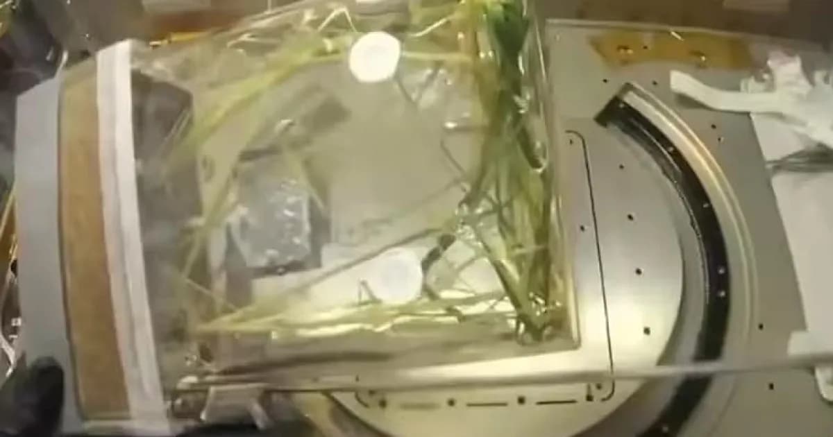মহাকাশে ধান চাষে চীনের সাফল্য