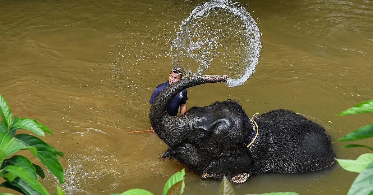 হাতির শুঁড়কে প্রকৃতির বিস্ময় বলা হয় কেন