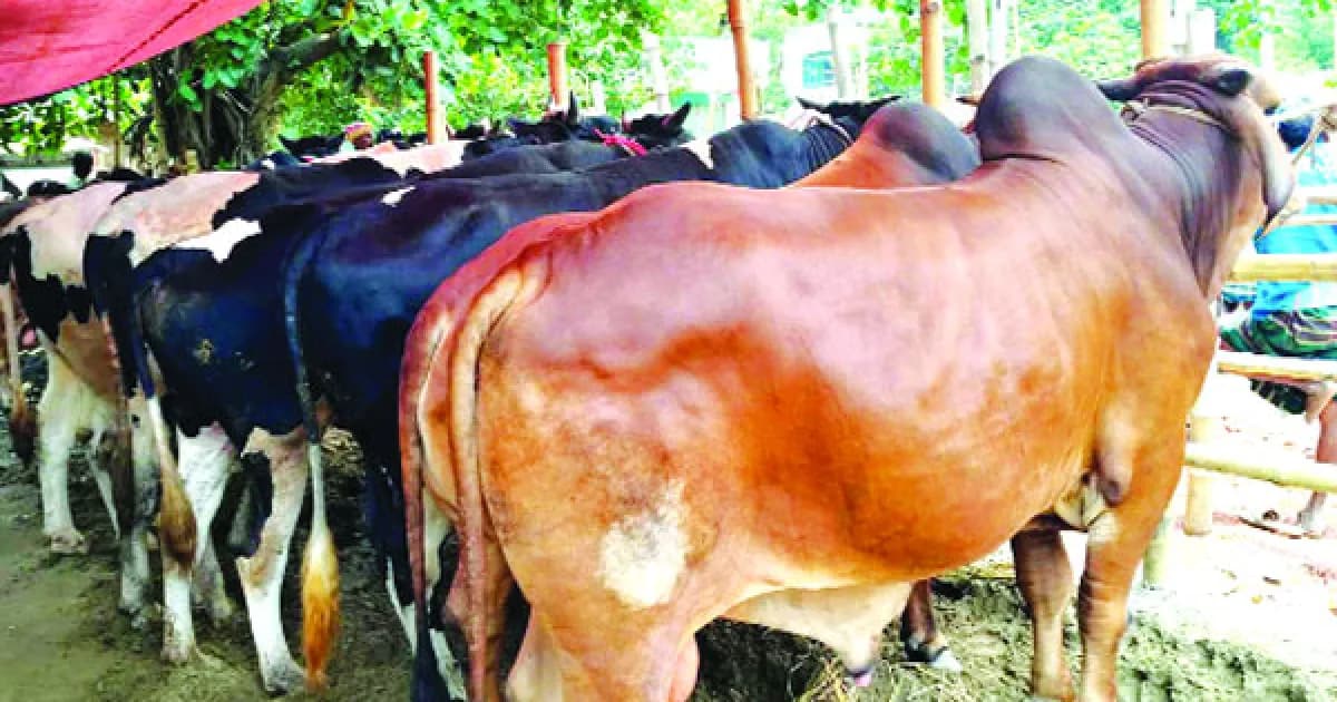 শাহজাদপুরে কোরবানির জন্য লক্ষাধিক পশু প্রস্তুত