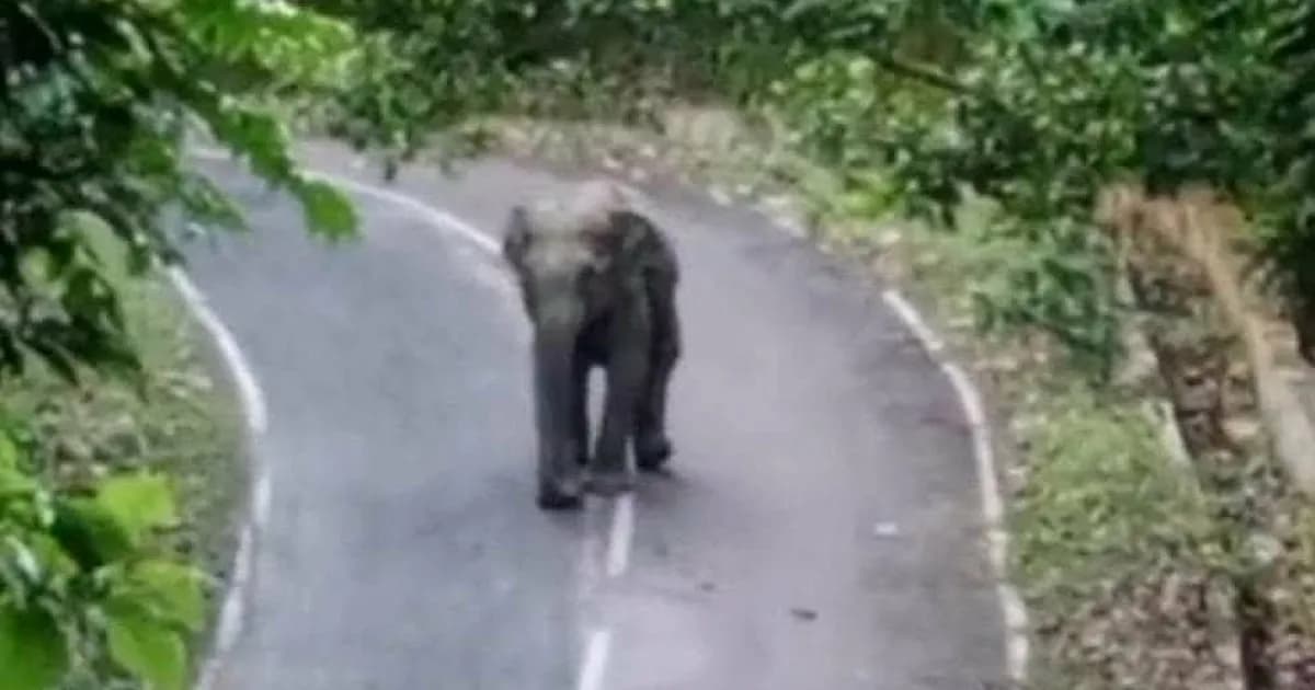 হঠাৎ সড়কে হাতির পাল, তিন ঘণ্টা যান চলাচল বন্ধ