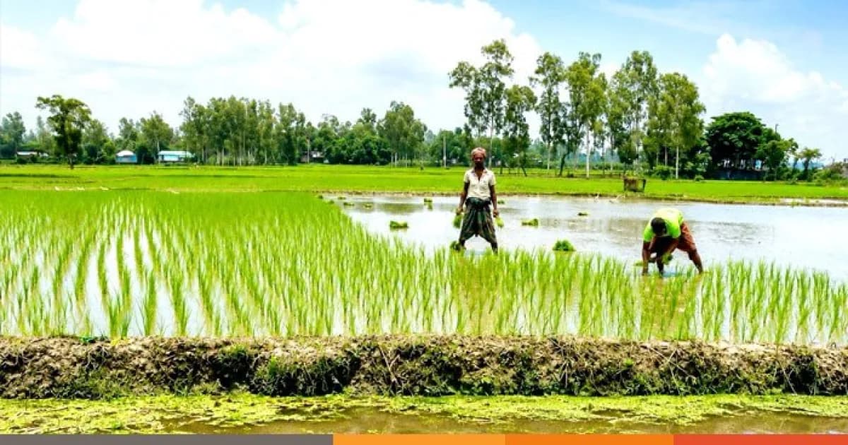 সিরাজগঞ্জে রোপা আমনের চারা লাগাতে ব্যস্ত কৃষক