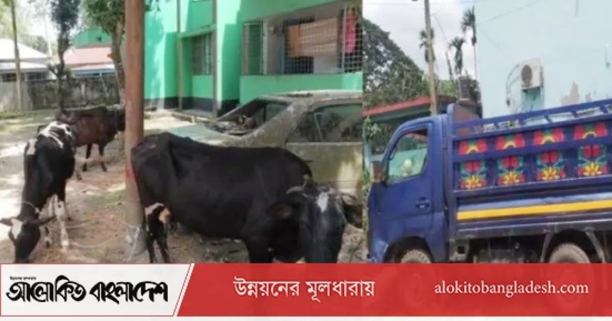 সিরাজগঞ্জে ৪টি চোরাই গরু উদ্ধার, পিকআপ ভ্যান জব্দ