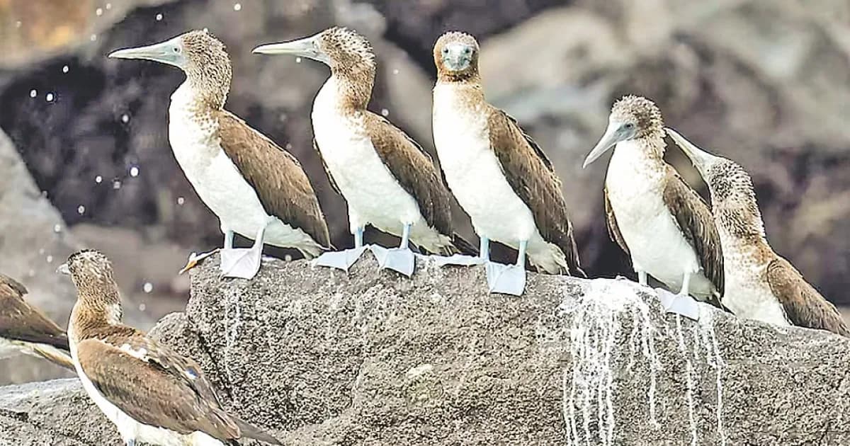 নিজ এলাকা ছেড়ে পানামা
যাচ্ছে সামুদ্রিক পাখিরা