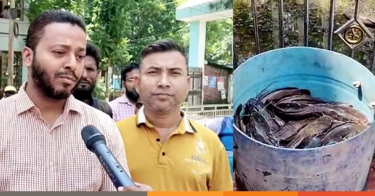 সিরাজগঞ্জে নিষিদ্ধ আফ্রিকান মাগুর জব্দ