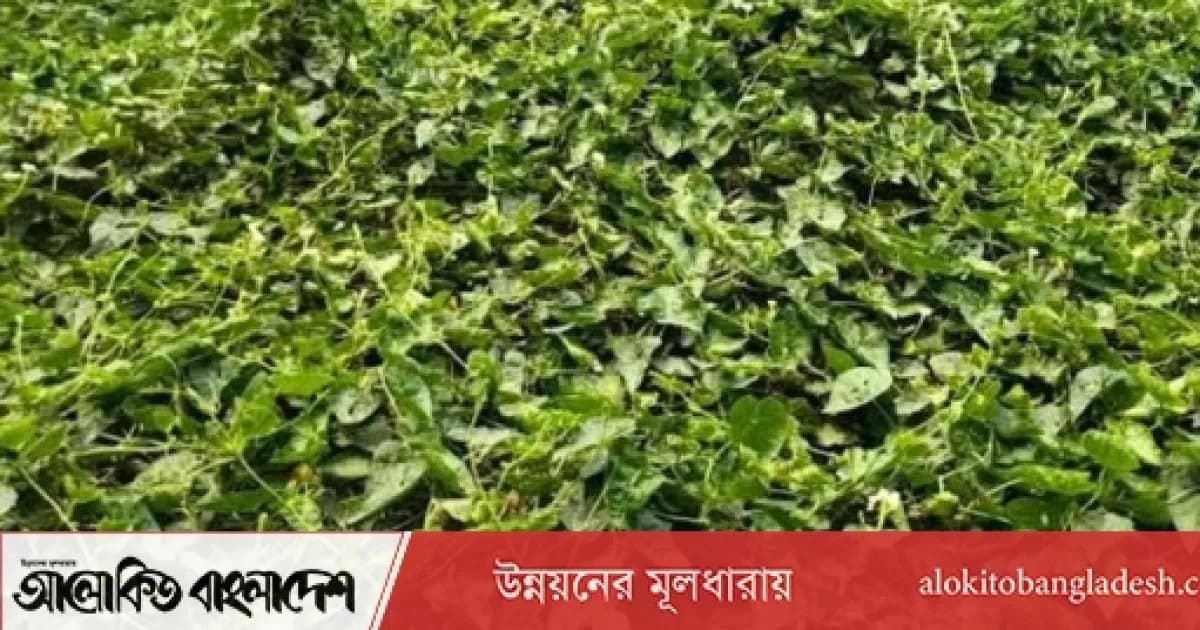 সিরাজগঞ্জে গ্রীষ্মকালীন সবজি চাষে ক্ষুদ্র কৃষকের স্বচ্ছলতা