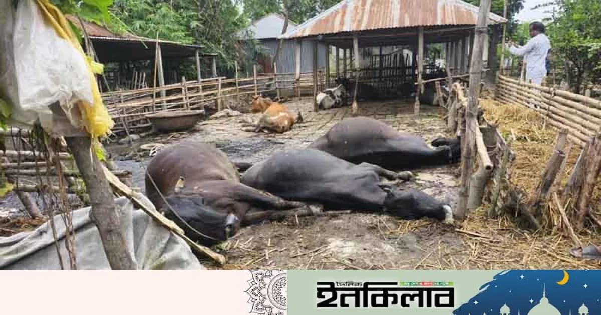 শাহজাদপুরে বৈদ্যুতিক তার ছিঁড়ে তিন গাভীর মৃত্যু, খামারির প্রায় ৭ লাখ টাকার ক্ষতি