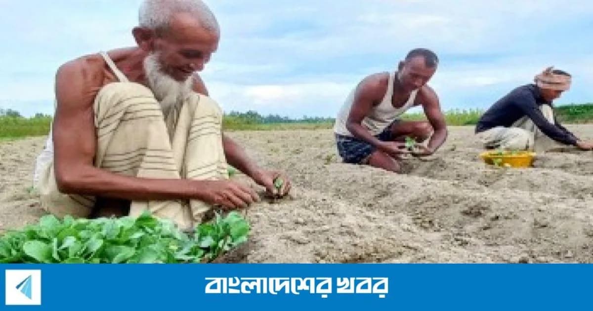 ভালো দামের আশায় সিরাজগঞ্জে আগাম সবজি চাষে কৃষক