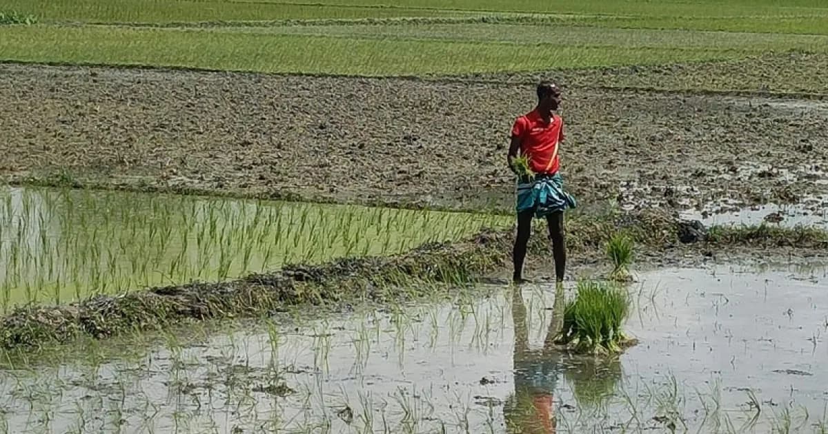 বন্যা না থাকায় সিরাজগঞ্জে আমন চাষে কৃষকের ব্যস্ততা