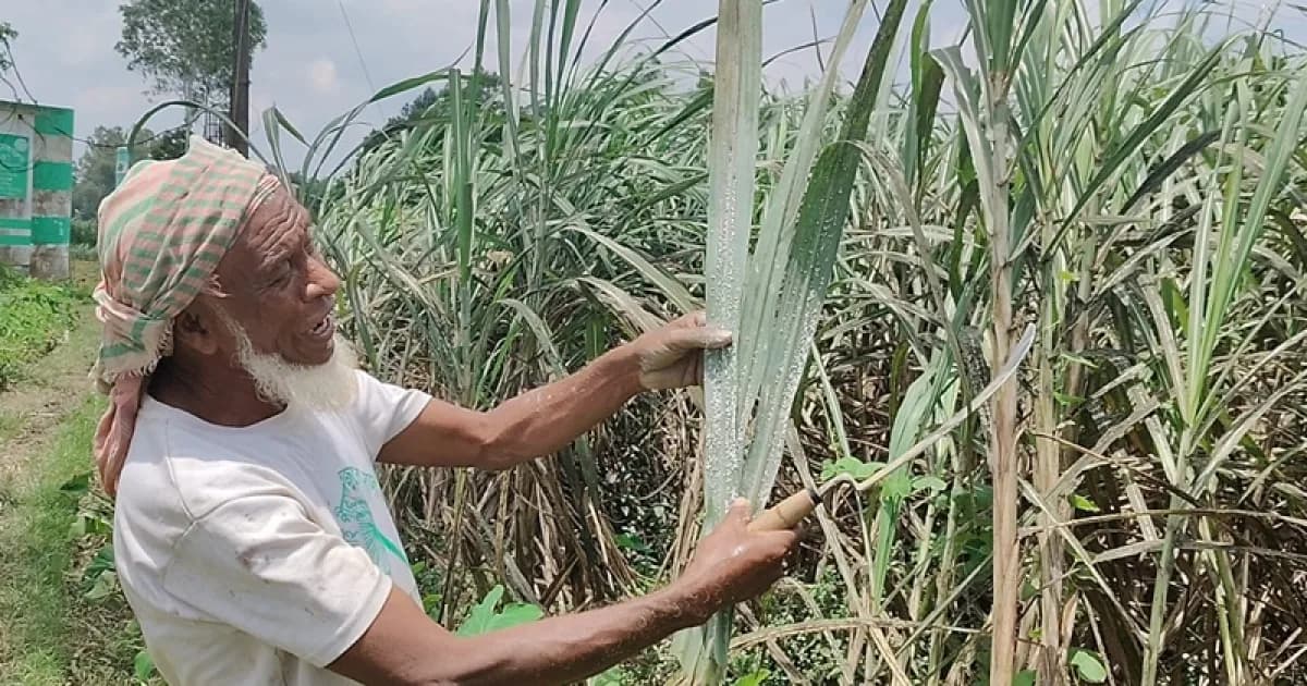 সিরাজগঞ্জে আখের বাম্পার ফলনের আশা