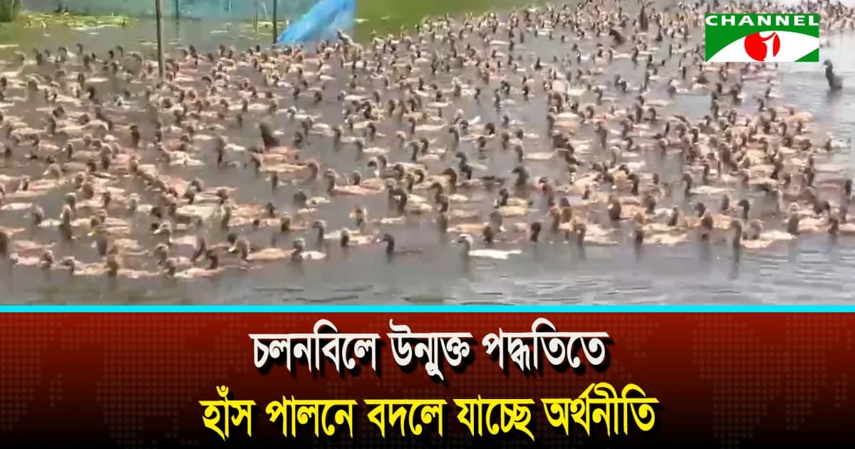 সিরাজগঞ্জের চলনবিলে উন্মুক্ত পদ্ধতিতে হাঁস পালনে বদলে যাচ্ছে অর্থনীতি