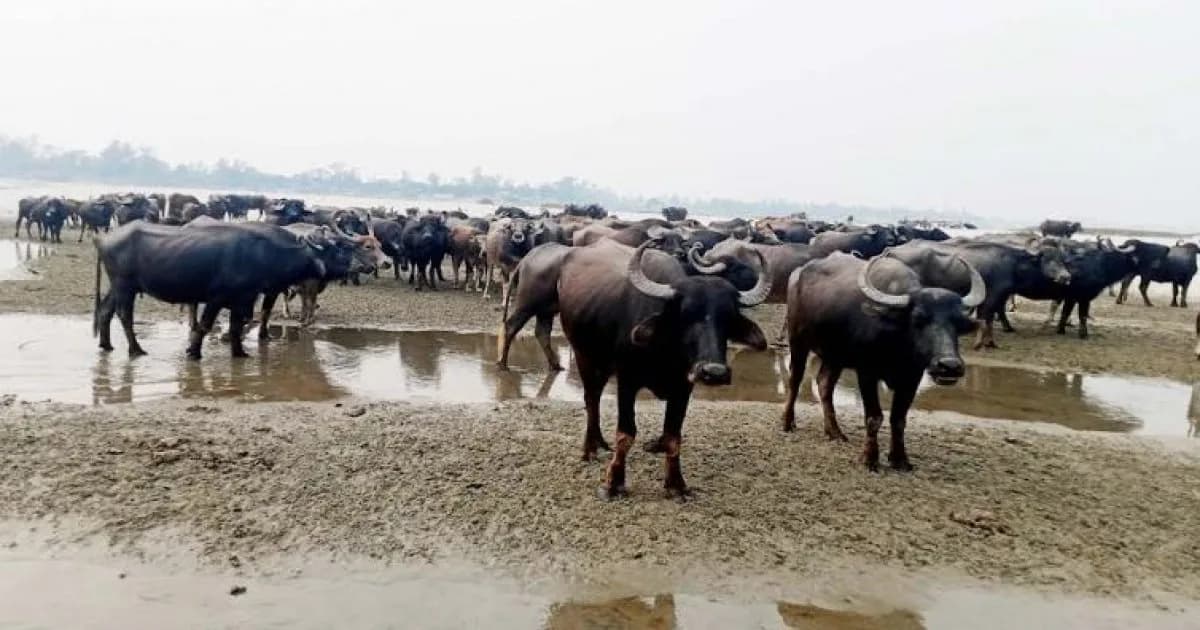 যমুনার চরাঞ্চলে মহিষের সঙ্গেই ঘর-সংসার