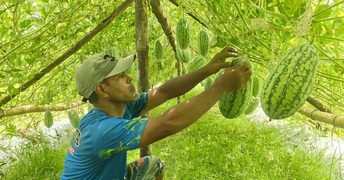 সিরাজগঞ্জে থাইল্যান্ডের তরমুজ চাষে সাফল্যের সম্ভাবনা