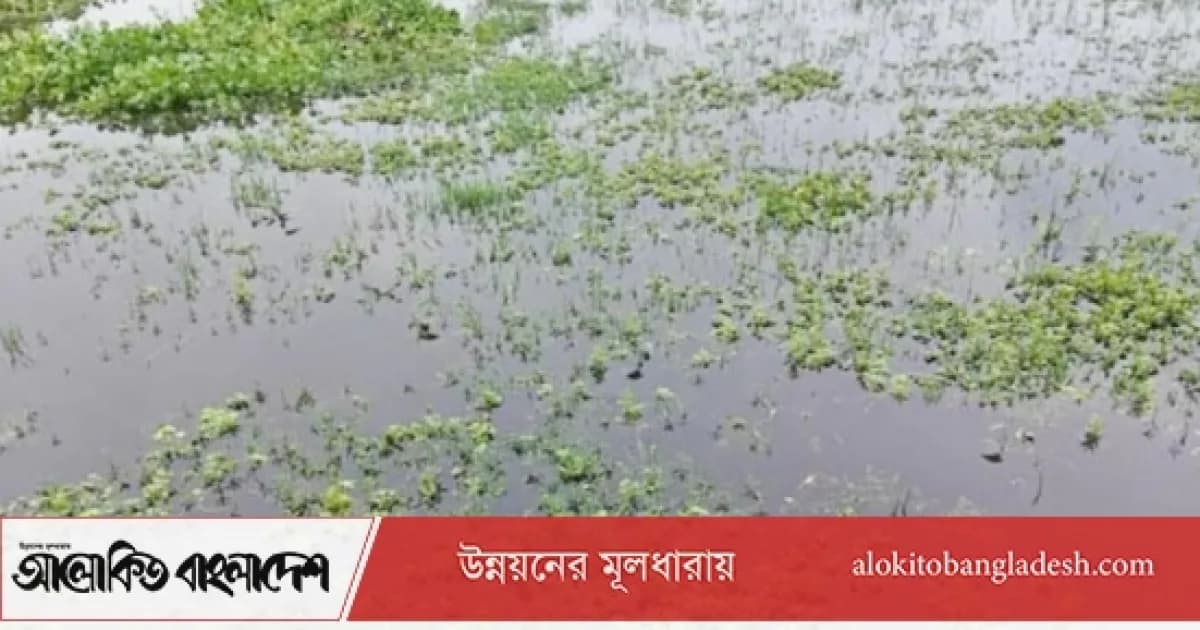 সিরাজগঞ্জে পানি নিষ্কাশনের ব্যবস্থা নেই, জলাবদ্ধতায় ৩শ’ বিঘা জমি